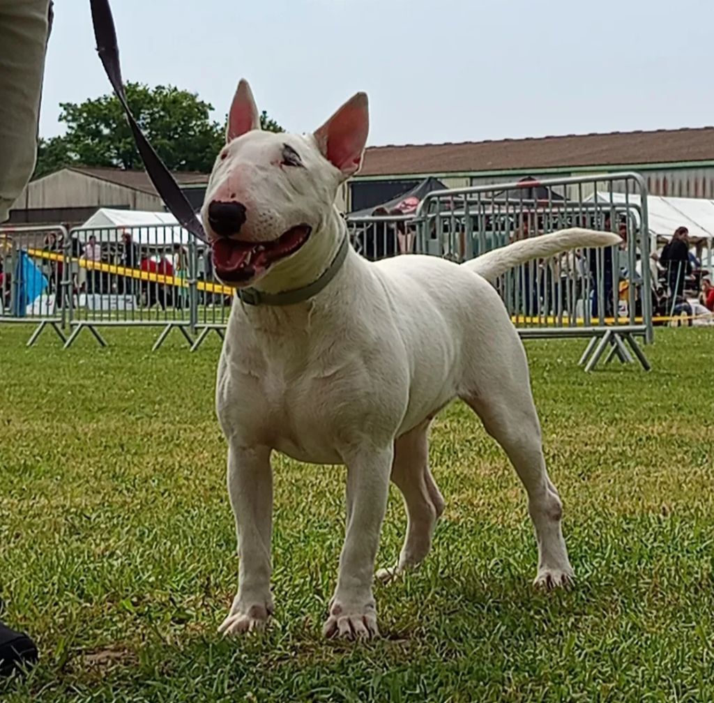 Velours Oh My Silver Bull