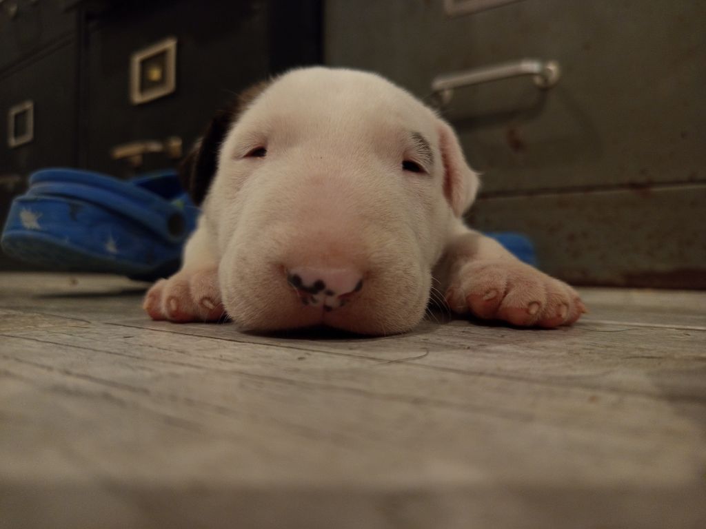 Oh My Silver Bull - Chiots disponibles - Bull Terrier