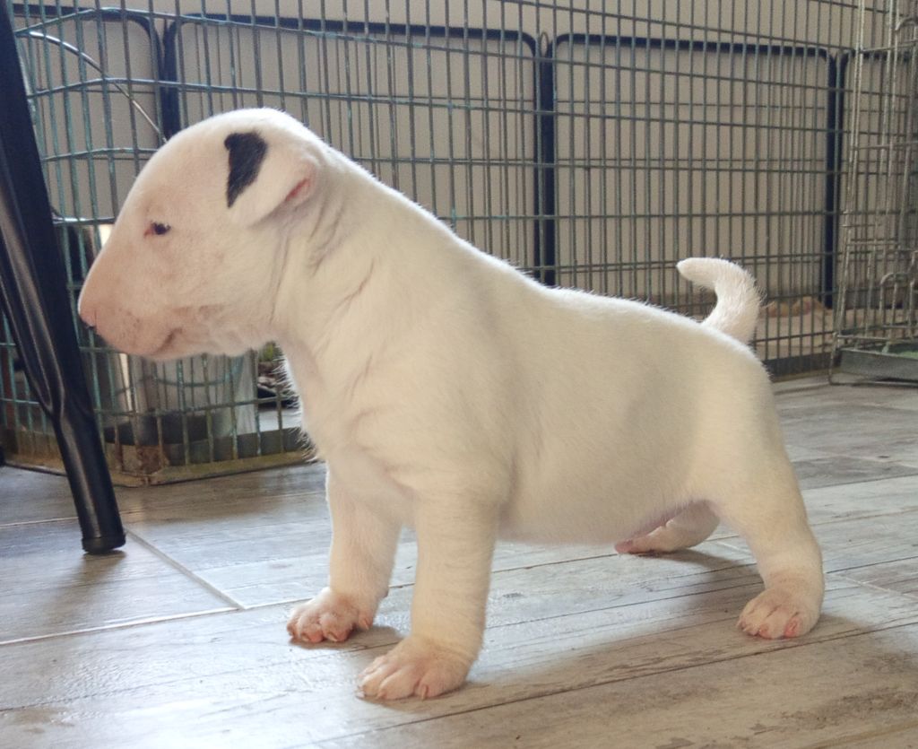 Oh My Silver Bull - Chiots disponibles - Bull Terrier