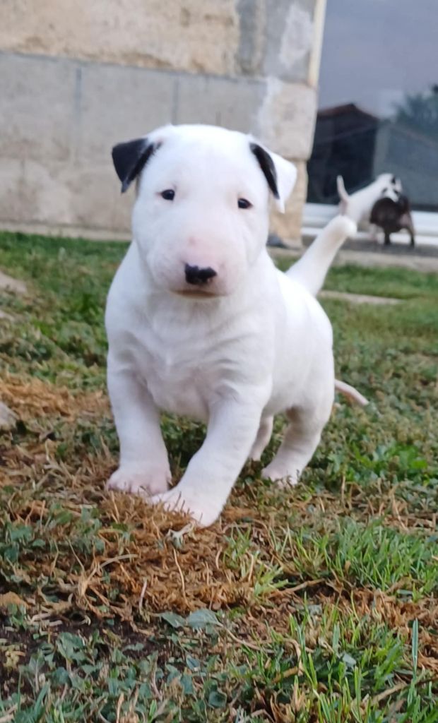 Oh My Silver Bull - Chiots disponibles - Bull Terrier